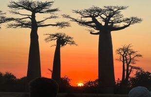 肯亞、馬達加斯加18天巡奇之旅 (2024夏季)